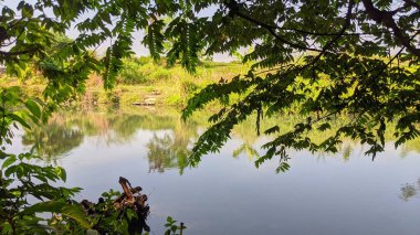Göletteki ağaçların yansıması, doğal manzara.