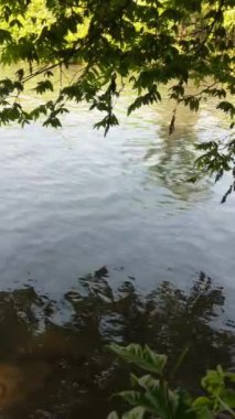 Ağaçların gölgeleri hızlı akan nehri yansıtıyor..