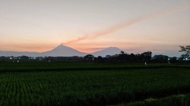 Central Java, Endonezya 'da gün batımında pirinç tarlası ve dağ. Merapi Dağı