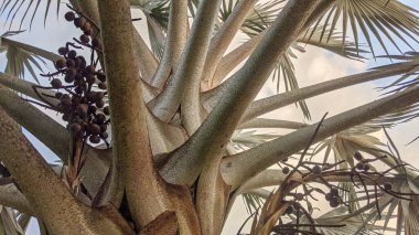 Yüksek bir hurma ağacının manzarası; yumuşak, gümüşi, gri bir gövdesi ve çeşitli dalları vardır. Bazı dallardan sarkan küçük, yuvarlak ve koyu meyveler. Mavi gökyüzü yaprakların arasından görünüyor..