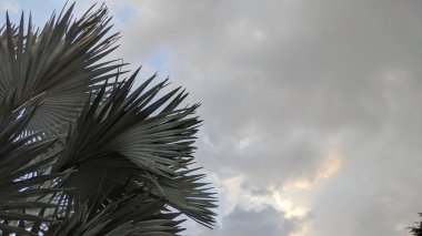 Palm leaves against a cloudy sky. Dark green leaves contrast with the pale gray sky. Dramatic, peaceful, tranquil. The scientific name is Bismarckia nobilis. clipart