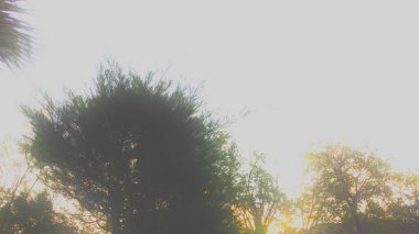 Görüntü, yemyeşil yapraklı bir ağacı parlak, berrak bir gökyüzüne karşı gösteriyor. Güneş yaprakların arasından parlıyor, sıcak bir parıltı saçıyor. Genel izlenim barış ve sükunettir..