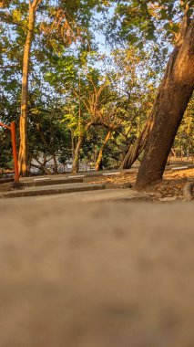 Görüntü, uzun ağaçları ve asfalt yolu olan bir parkı gösteriyor. Güneş yaprakların arasından parlıyor, yere lekeli gölgeler bırakıyor. Arka planda bir bank var..