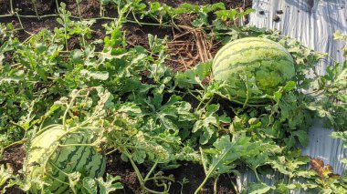 Watermelon field view. Several large striped watermelons grow on vines, covered with lush green leaves. The ground is covered with dark soil. The scientific name of watermelon is Citrullus lanatus. clipart