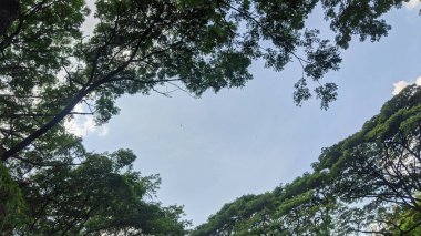 Parlak gökyüzüne karşı yemyeşil yapraklar. Dallar uzanıyor, benekli güneş ışığı. Doğal tepe örtüsü, durgun, yukarı doğru manzara. Doğanın güzelliği. Trembesi Ağacı Bilimsel adı Samanea Saman.