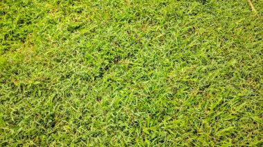 Canlı yeşil çimenlerin yakın plan çekimi, yoğun bir şekilde paketlenmiş ve çerçeveyi dolduruyor. Bıçaklar doğal ışık altında renk ve doku değişikliklerini gösterir..
