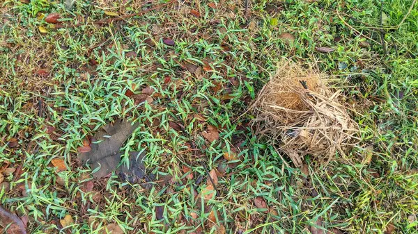 Çiyli yeşil çimenler, kahverengi yapraklar ve küçük kahverengi kuşlar yuvası..