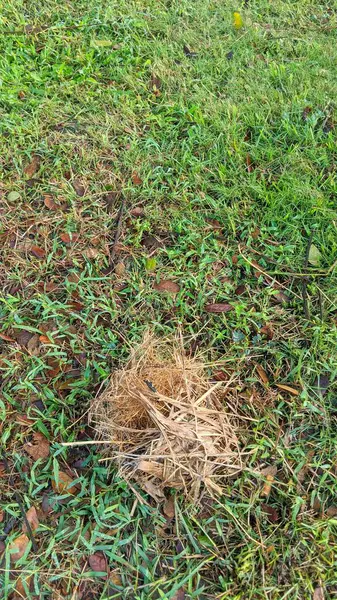 Çiyli yeşil çimenler, kahverengi yapraklar ve küçük kahverengi kuşlar yuvası..