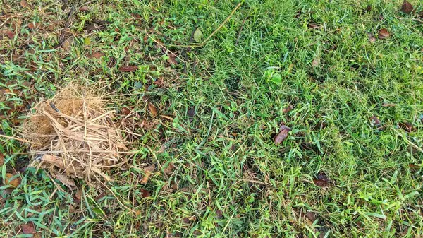 Çiyli yeşil çimenler, kahverengi yapraklar ve küçük kahverengi kuşlar yuvası..