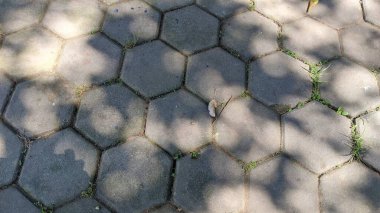 Altıgen beton bloklarla döşenmiş kaldırıma yakın çekim, aralarında büyüyen çimenleri ve benekli güneş ışığını gösteriyor.