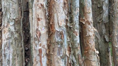 Bir ağaç gövdesine yakın çekim, kabuğu soyulmuş, çeşitli tonlarda kahverengi ve gri, altındaki katmanları ortaya çıkarıyor, yaşı ve türünü gösteriyor..