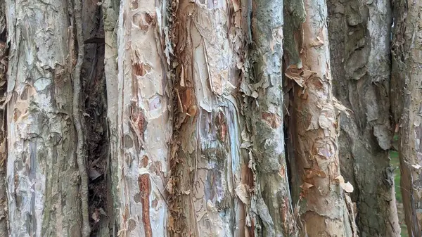 Bir ağaç gövdesine yakın çekim, kabuğu soyulmuş, çeşitli tonlarda kahverengi ve gri, altındaki katmanları ortaya çıkarıyor, yaşı ve türünü gösteriyor..