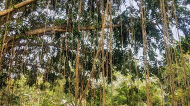 Sayısız hava kökleri sarkan canlı bir banyan ağacı, yemyeşil, doğal bir perde oluşturuyor. Güneş ışığı yoğun yeşil gölgelikten süzülür.