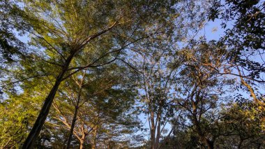 Açık mavi gökyüzüne uzanan yemyeşil yapraklı uzun ağaçların alçak açılı görüntüsü, ılık güneş ışığıyla yıkanmış, dingin doğal bir gölgelik oluşturur..