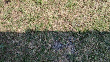 Keskin bir gölge tarafından ikiye bölünmüş yeşil ve kuru otların zemin seviyesindeki görüntüsü, dokuları ve küçük kayaları vurguluyor, doğrudan güneş ışığının etkisini gösteriyor..