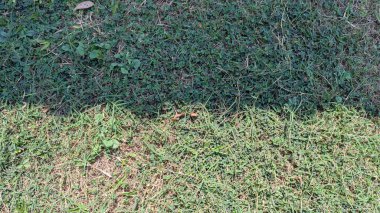 Yeşil çimlerin güçlü bir gölgeyle keskin bir şekilde bölünmesi, çimenlikteki güneşli ve gölgeli alanlar arasında açık bir kontrastlık yaratır..