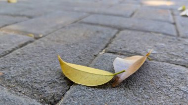Yakın plan, iki yaprağın düşük açılı çekimi, biri sarı ve diğeri kahverengi, gri tuğlalı bir yüzey üzerinde dinleniyor ve sığ bir alan derinliği var..