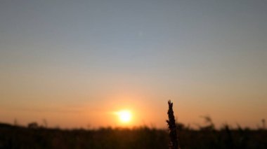 Yakın plan, arka planda bulanık sarı bir yaprak ile dokulu, sessiz yeşil bir yüzey üzerinde dinlenen, farklı damarları olan parlak sarı bir yaprak yakalar..