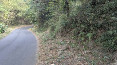 Dar bir asfalt yolun yatay görüntüsü yoğun, fazla gelişmiş bir ormanın içinden geçiyor. Yol sola doğru kıvrılır ve yemyeşil yapraklardan ve ağaçlardan oluşan bir duvarla çevrilidir..