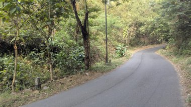 Dar bir asfalt yolun yatay görüntüsü yoğun, fazla gelişmiş bir ormanın içinden geçiyor. Yol sağa doğru kıvrılır ve yeşil yapraklardan ve yüksek ağaçlardan oluşan bereketli bir duvarla çevrilidir..