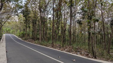 Uzun ve ince ağaçlardan oluşan sık bir ormanın içinde kıvrılan tek bir beyaz çizgisi olan hafif kıvrımlı asfalt bir yol. Sahne yemyeşil ve yemyeşil..