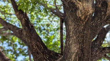 Bir ağaç gövdesinin desenli kabuğuna odaklanan yakın çekim. Büyük, koyu dallar çerçevenin dışına uzanır, arka planda yeşil yaprakların ve gökyüzünün yumuşak bir odağı vardır..