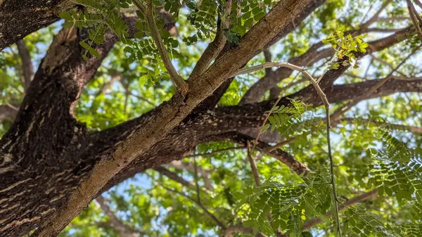 Yeşil yapraklı bir ağacın dallarına bakan alçak bir açı. Ağaç gövdelerinin kabukları ve uzuvları parlak gökyüzüne çarpar..