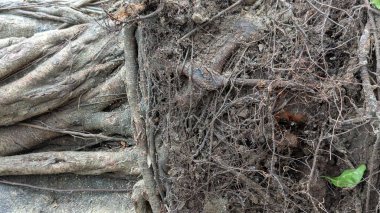 Büyük bir ağaç kökü sisteminin yakından görüntüsü, solda hem kalın, hem de korunmasız kökleri ve sağda daha küçük kökler ve topraklardan oluşan yoğun, karmaşık bir ağı gösteriyor..