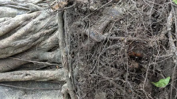 Büyük bir ağaç kökü sisteminin yakından görüntüsü, solda hem kalın, hem de korunmasız kökleri ve sağda daha küçük kökler ve topraklardan oluşan yoğun, karmaşık bir ağı gösteriyor..