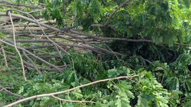 Kırık ağaç dalları ve yemyeşil yaprakların karışıklığı zemini kaplıyor. Sahne, yoğun yaprakların arasından görünen ışıkla bir fırtına ya da ağaç kaldırma sonrasını gösteriyor..