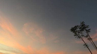 Pembe ve turuncu ince bulutların yumuşak bir gradyanı ile güzel bir gündoğumu gökyüzü, üzerinde koyu mavi-gri karışımı. Bir ağacın silueti sağda görünür..