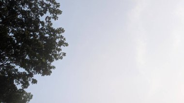 A bright, hazy sky dominates the frame, contrasting with dark green tree foliage in the upper left corner. Minimalist nature abstract background with ample negative space for text or overlay.