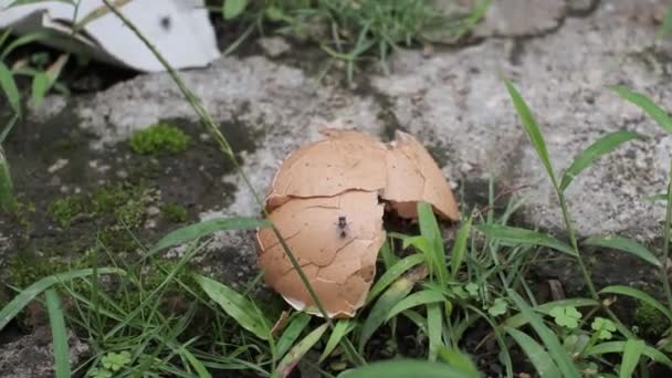 Деякі Мухи Вбивають Шкаралупи Яєць Які Викидають Швидкістю — стокове відео