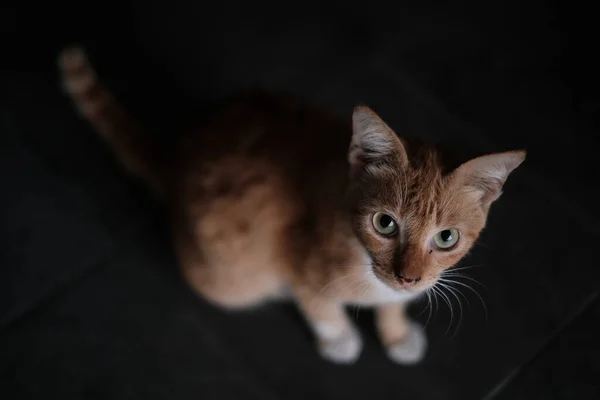 一只橙色的猫坐在黑色的地板上看着摄像机 猫的脸很专注 身体模糊不清或不健康 — 图库照片