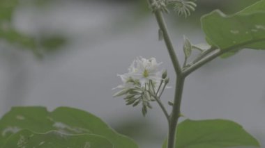 Rüzgârla savrulan Solanum Torvum filizinin sinematik çekimi. Bokeh veya bulanık arkaplan ve arkaplan. Görüntüler F-Log Gamma Profili kullanılarak çekildi