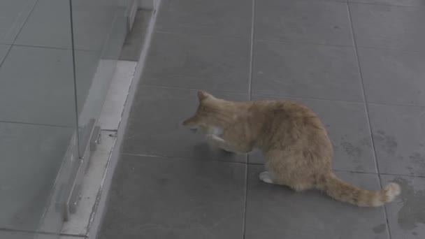 Orange Cat Playing Paper Alone Happily Rainy Day — Stock Video
