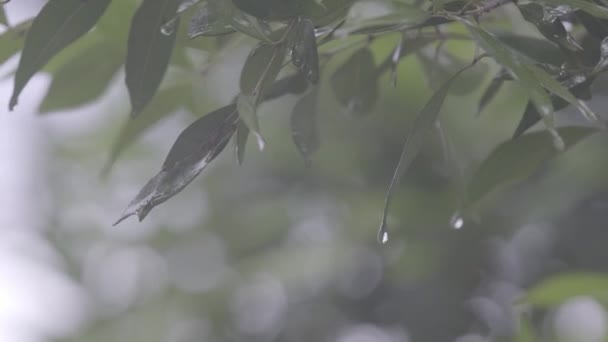 Cinematic Shot Water Drop Star Fruit Rain Bokeh Blurred Background — Stock Video