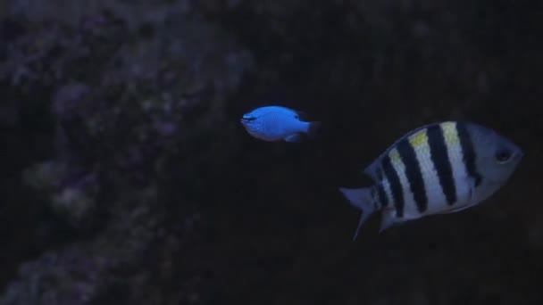Blauer Damwild Schwimmt Aus Nächster Nähe Aquarium — Stockvideo