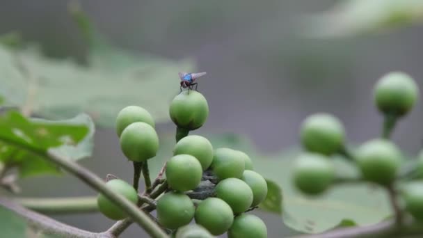 Fotografía Cinematográfica Una Mosca Posada Sobre Solanum Torvum Berenjena Guisante — Vídeos de Stock