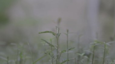 Eğreltiotu rüzgarla savruldu Bokeh ile