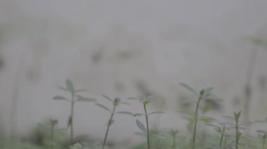 Eğreltiotu rüzgâr tarafından bokeh ile savruldu. Görüntüler F-Log Gamma Profili kullanılarak çekildi. Değerlendirilmemiş.