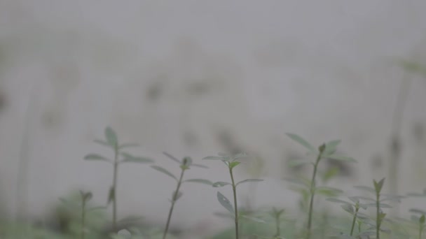 Een Varen Gras Werd Geblazen Door Wind Met Bokeh Beelden — Stockvideo
