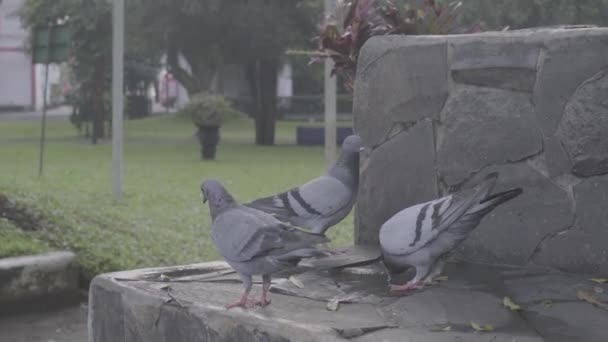 Parktaki Gri Güvercinler Akıllıca Yer Içerler Görüntüler Log Gamma Profili — Stok video