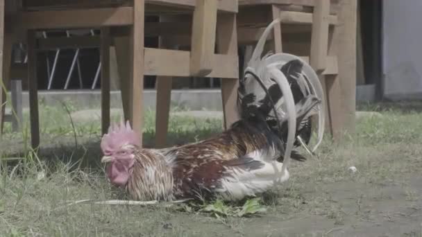 Ayam Jantan Sedang Duduk Rekaman Video Tanah — Stok Video