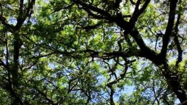 Yerden açık mavi gökyüzü ile çekilen hareketli bir ağaç dalının video görüntüleri.