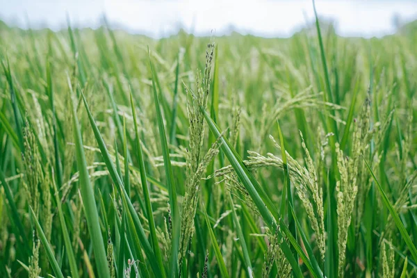 Close up shot of green or unripe rice or paddy in the field
