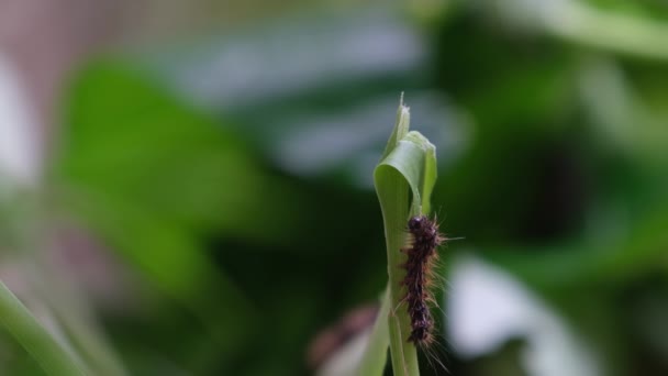 Caterpillar Τρώγοντας Φύλλα Υψηλής Ποιότητας Φύση Πλάνα — Αρχείο Βίντεο