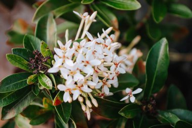 Bir Acokanthera ya da genellikle Batı Hint Yasemin çiçekleri olarak bilinir.