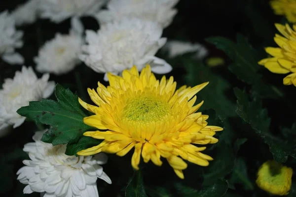 黄色の菊のクリーム色の黄金の花 ボケや背景のぼやけた花 — ストック写真