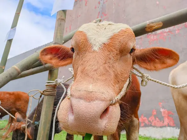 Uma Vaca Marrom Está Olhando Para Câmera Com Fundo Embaçado — Fotografia de Stock